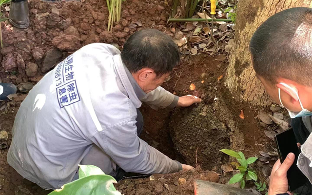 重庆水库堤坝白蚁整治|白蚁对堤坝的危害