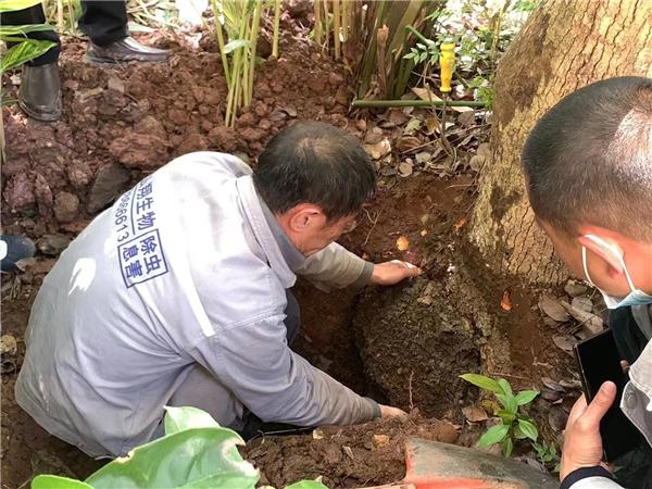 1755653113579240.jpg 白蚁.jpg